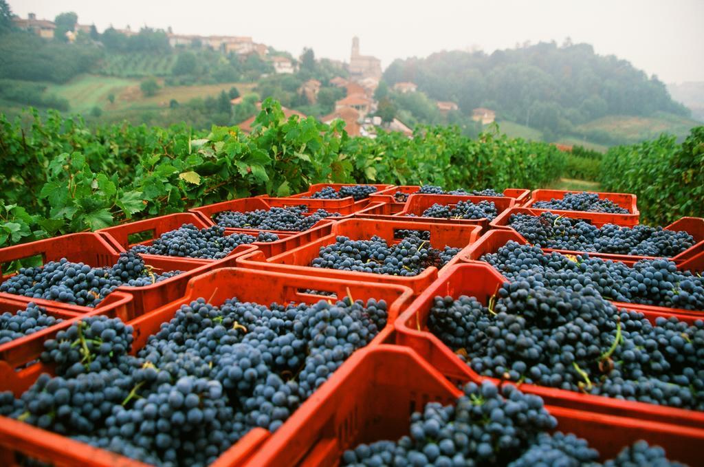 Marchesi Alfieri - Cantine E Ospitalita San Martino Alfieri Dış mekan fotoğraf
