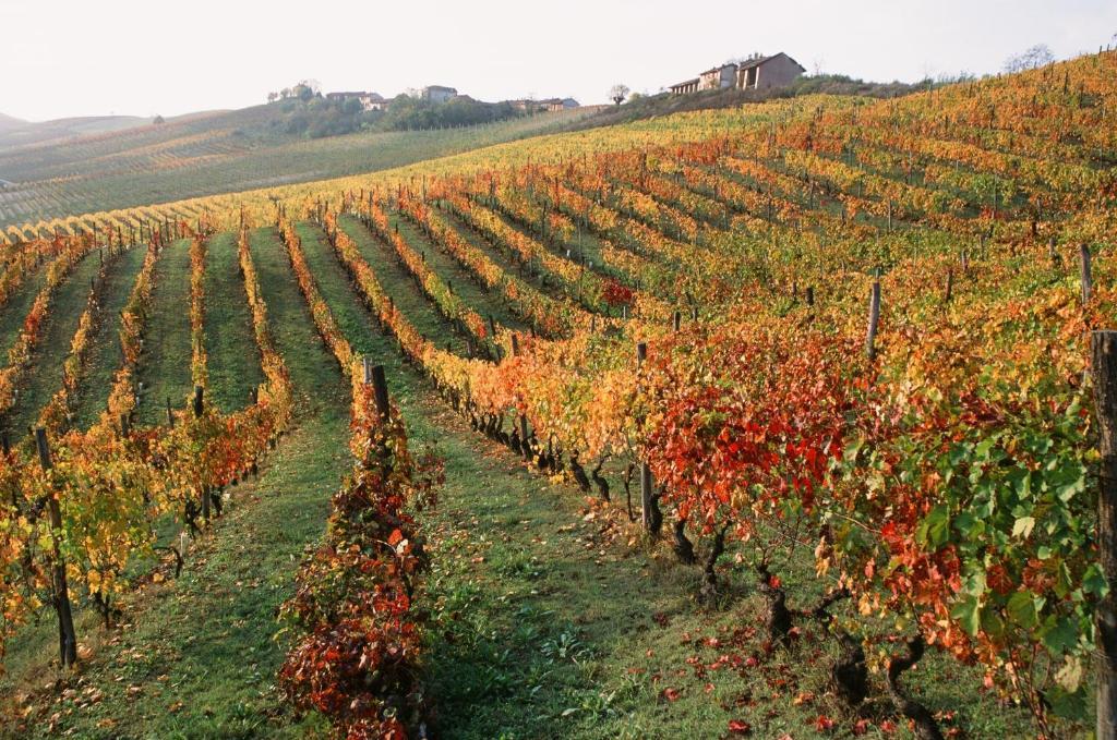 Marchesi Alfieri - Cantine E Ospitalita San Martino Alfieri Dış mekan fotoğraf